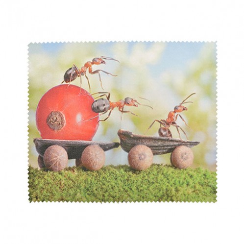 Ants Ants
